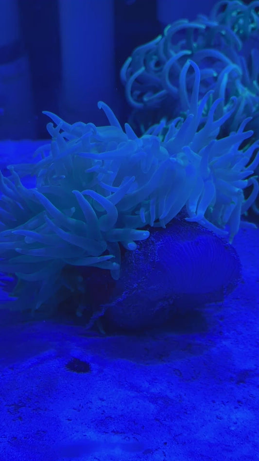 Green Long Tentacle Anemone GLTA100103 WYSIWYG Size : XXL/Show 11' and Above