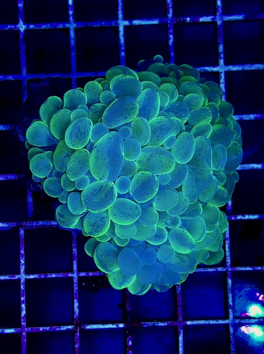 MET Green Bubble Coral BC040701 WYSIWYG Size: 3" X 3"