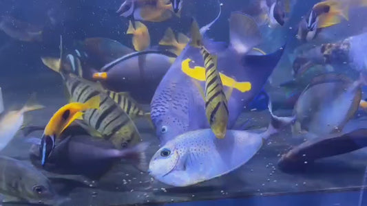 Achilles Tang AT122802 WYSIWYG Size: XXL/Show 7.75" approx