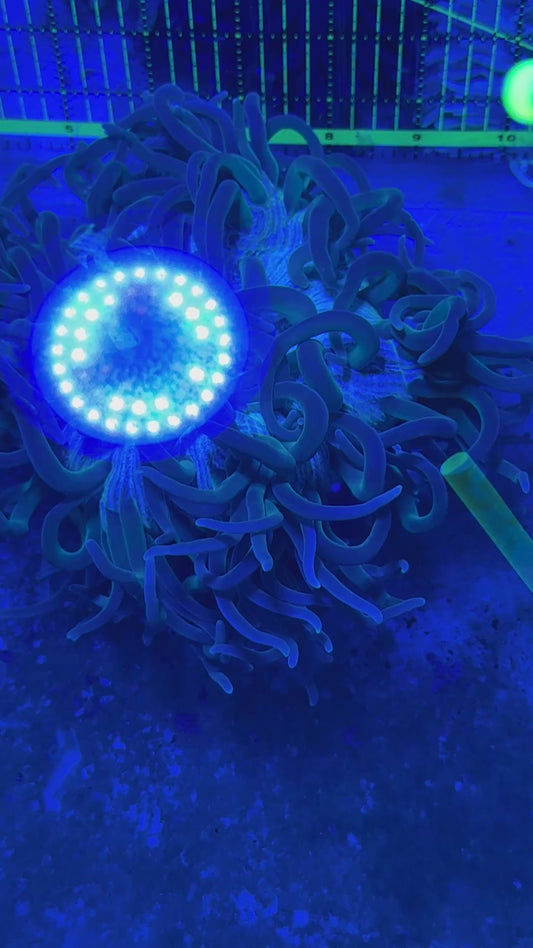 Green Long Tentacle Anemone GLTA122701 WYSIWYG Size XL: 9" to 11"