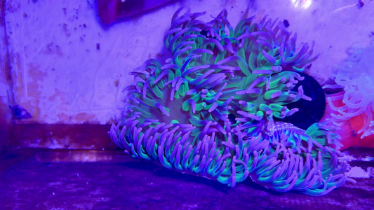 Green Long Tentacle Anemone GLTA071603 WYSIWYG Size: XXL 10" TO 12" approx