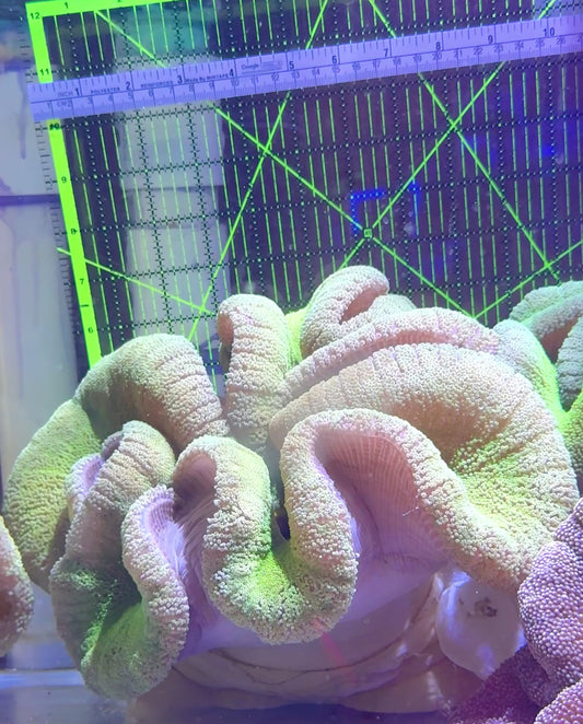 Neon Green Carpet Anemone (Haddoni) NGCA062302 WYSIWYG SHOW Size: XXXL/SHOW 12" and Above