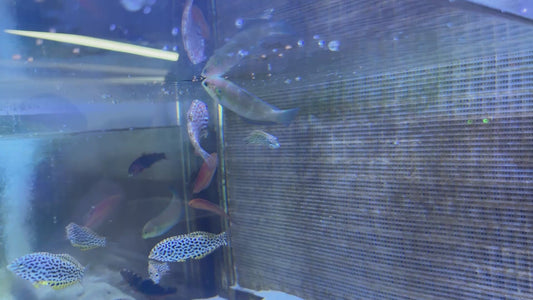 Moyer's Leopard Wrasse MLW072201 WYSIWYG Size: XL 3.25"