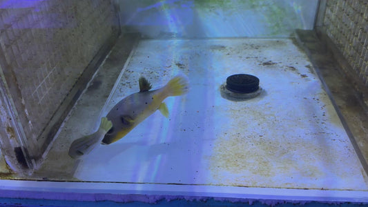 Yellow Belly Dogface PufferFish YBDP083101 WYSIWYG Size: L 5" approx