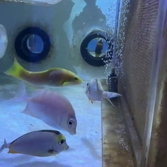 Clown Tang CT122601 WYSIWYG Size: M 3.5”