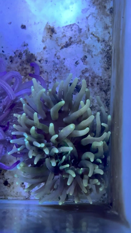Long Tentacle Anemone LTA071902 WYSIWYG Size: M 3" to 5" approx