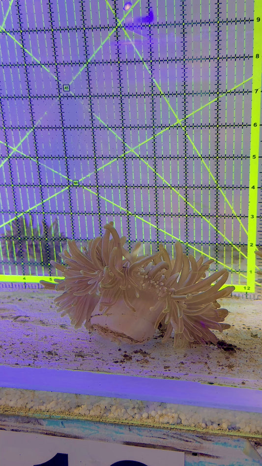 Peppermint Long Tentacle Anemone PLTA062801 WYSIWYG Size : 6" approx