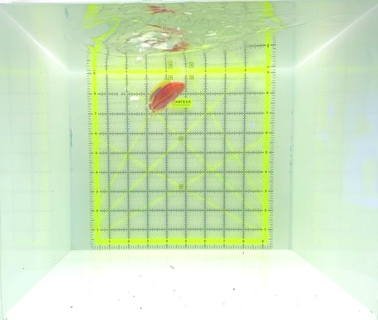 Pintail Fairy Wrasse PFW112301 WYSIWYG Size: XL 3.25"