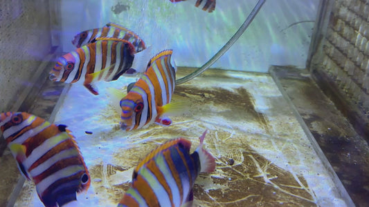 Harlequin Tuskfish HT083101 WYSIWYG Size: L 4.5" approx