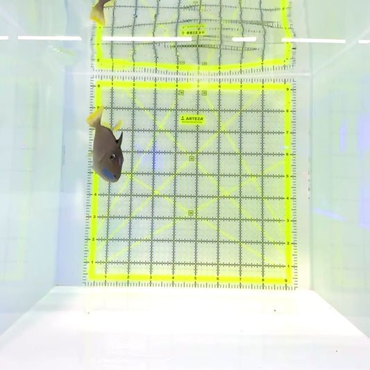 Male Blue Throat Triggerfish (Reefsafe) MBT112201 WYSIWYG Size: M 4"