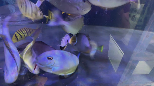 Vlamingi Unicorn Tang VUT091901 WYSIWYG Size: XXL 7.75"