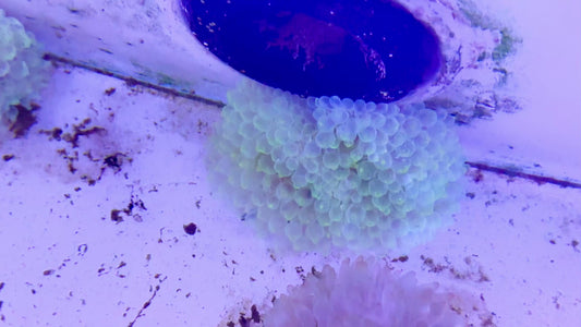 Green Bubble Tip Purple Base Anemone GBTPA071501 WYSIWYG Size: L 4" to 6" approx