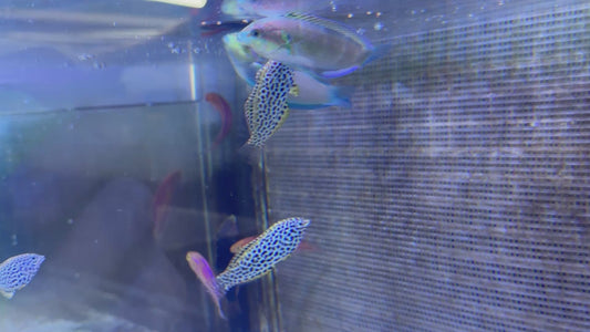 Moyer's Leopard Wrasse MLW072203 WYSIWYG Size: L 2.75"