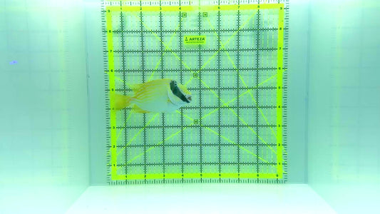 Blue Lined Rabbitfish BLR102301 WYSIWYG Size: L 5.25”