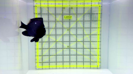 Domino Damselfish DD102301 WYSIWYG Size: XXL/SHOW 3.75"