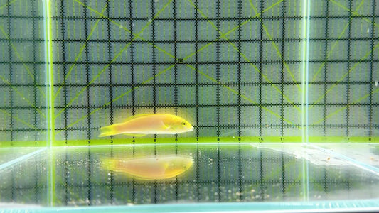 Yellow Banana Wrasse YBW092101 WYSIWYG Size: ML 4.5" approx