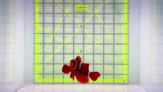 White Stripe Maroon Clownfish WSMC103001 WYSIWYG Size: L 3"