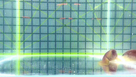 Greater Soapfish GS101802 WYSIWYG Size: 4.25"