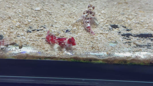 Red Scooter Dragonet RSD101101 WYSIWYG Size: S 1.5"