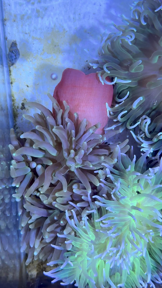 Long Tentacle Anemone LTA071901 WYSIWYG Size: M 3" to 5" approx