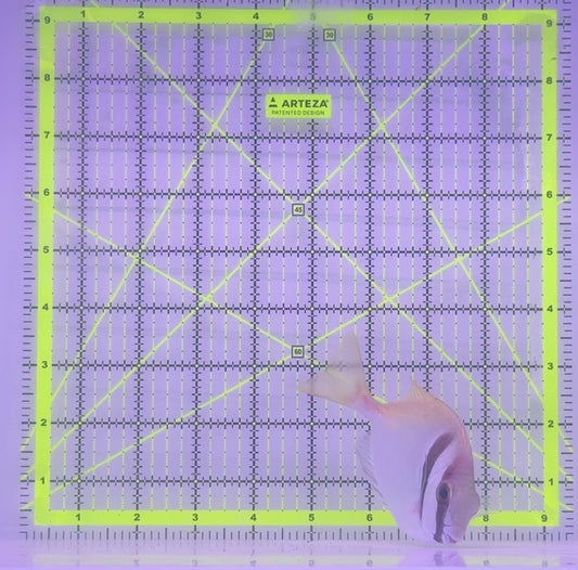 Scribbled Rabbitfish SR102801 WYSIWYG Size: XL 5.5" approx