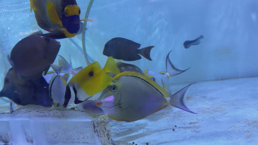 Blonde Naso Tang BNT101001 WYSIWYG Size: ML 5.75" approx