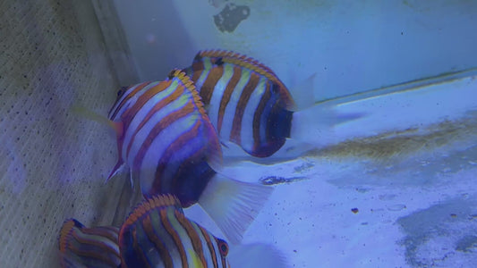 Harlequin Tuskfish HT082603 WYSIWYG Size: XL 5.5"approx