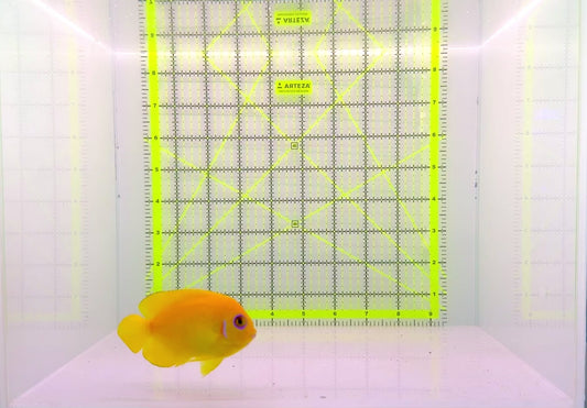 Lemonpeel Angelfish LA110202 WYSIWYG Size: L 3.25" approx