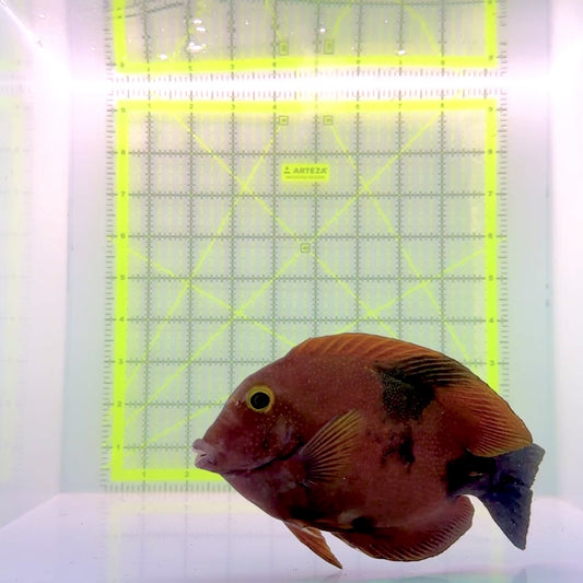 Aberrant Koi Yellow Eye Kole Tang (Spotted) YEKT110101 WYSIWYG Size: L 6"