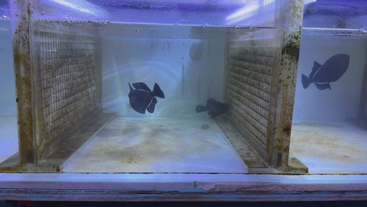 Black Triggerfish BT083101 WYSIWYG Size: XL 5.75"
