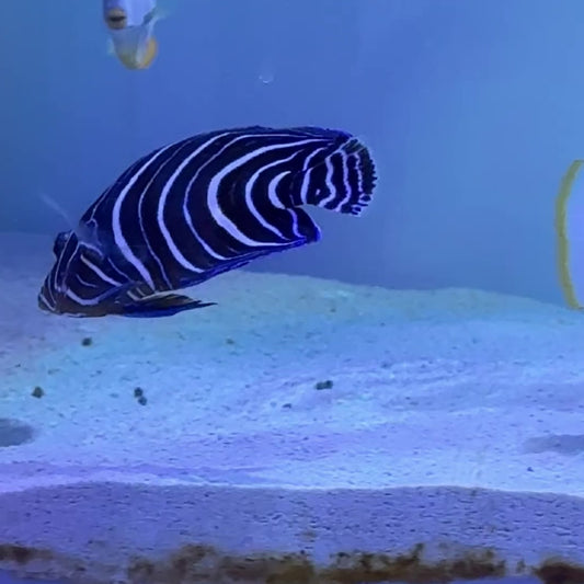 Koran Angelfish Juvenile KAJ122601 WYSIWYG Size: L 3.5" approx