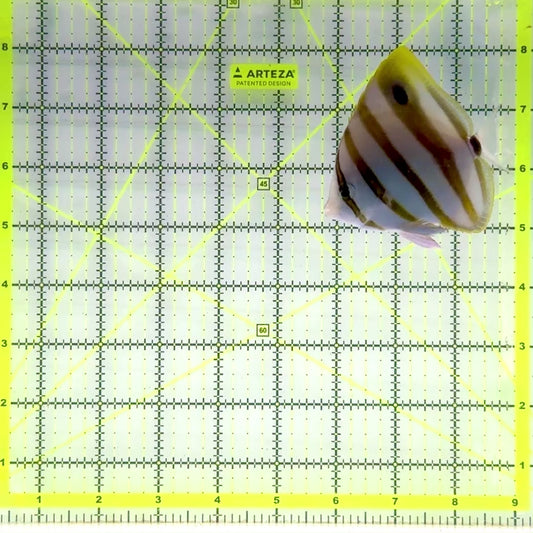 Ocellated Butterflyfish OB103001 WYSIWYG Size: 3"