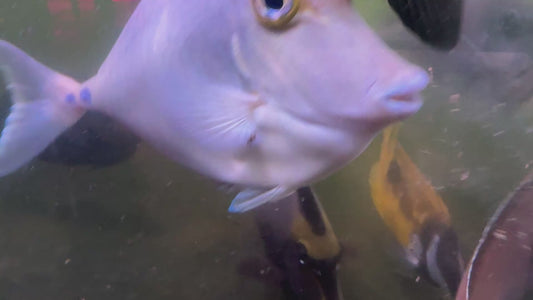 Naso Tang NT082401 WYSIWYG Size: XXL Streamers 8.5”