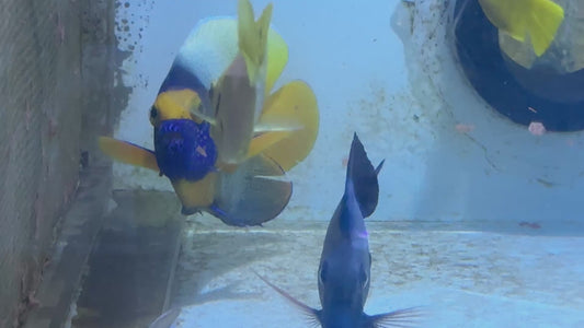 Blueface Angelfish Adult (Sumatra Vibrant Colors) BAA091701 WYSIWYG Size: XXL/Show 6.5" approx