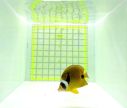 Raccoon Butterflyfish RB112201 WYSIWYG Size: M 3.75"