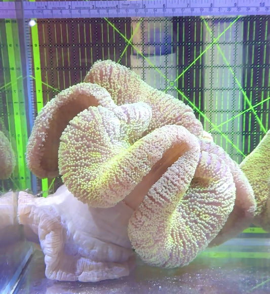 Neon Green Carpet Anemone (Haddoni) NGCA062301 WYSIWYG SHOW Size: XXXL/SHOW 12" and Above