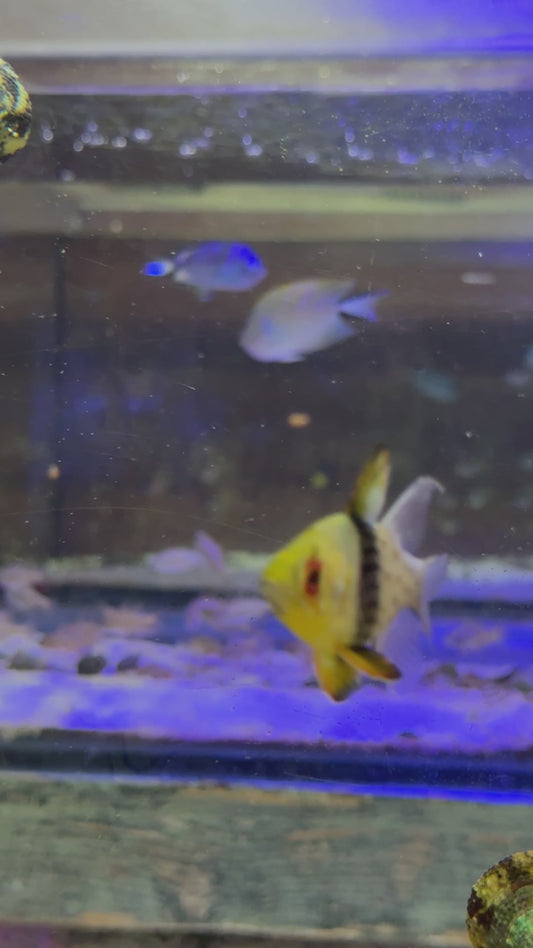 Pajama Cardinal Fish PCF082301 WYSIWYG Size: L 2.75"