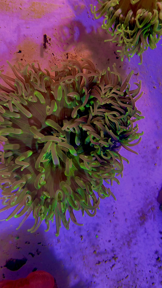Neon Long Tentacle Anemone NLTA071602WYSIWYG Size ML: 5"  to 7" approx
