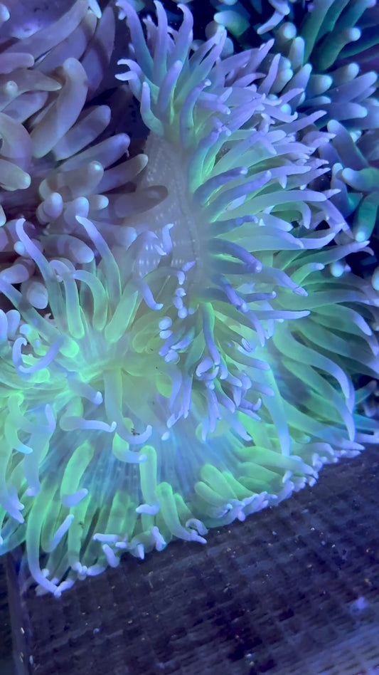 Green Long Tentacle Anemone GLTA071902 WYSIWYG Size L: 7" to 9" approx