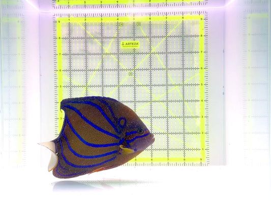 Blue Ring Angelfish Adult BRA110101 WYSIWYG Size: L 7"
