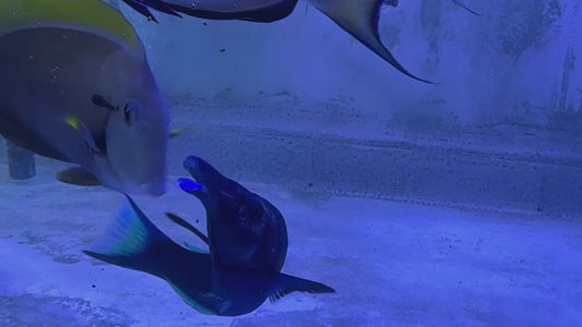 Green Bird Wrasse GBW062401 WYSIWYG Size: XXL/SHOW 8.5" approx