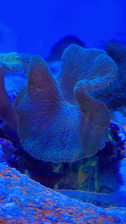 Neon Green Carpet Anemone (Haddoni) NGCA093001 WYSIWYG Size: S 2" to 3"