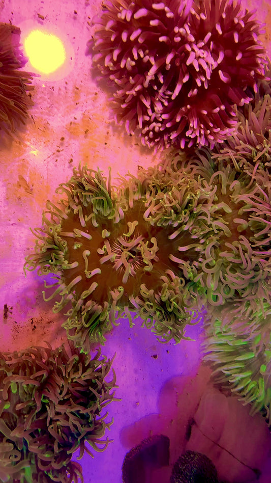 Neon Long Tentacle Anemone NLTA071603 WYSIWYG Size XLL: 10"  to 12" approx