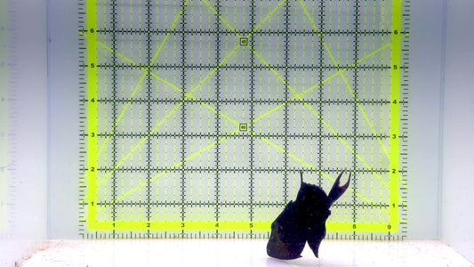 Niger Triggerfish NT103001 WYSIWYG Size: ML 3.5"