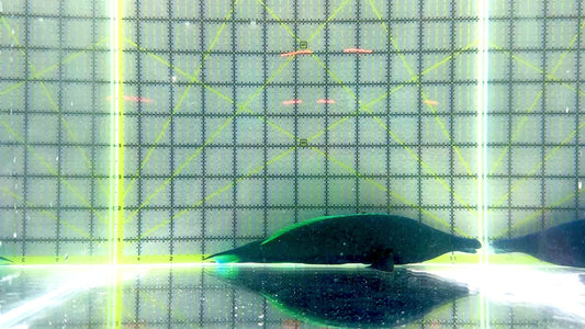 Green Bird Wrasse GBW101801 WYSIWYG Size: XXL/SHOW 9"