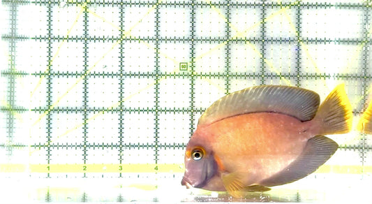 Chocolate Tang (Yellow Mimic when Juvenile) CT062801 WYSIWYG Size: L 4.75" approx