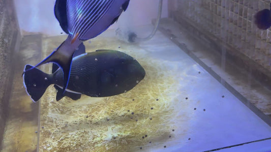 Black Triggerfish BT101102 WYSIWYG Size: XL 6.25"