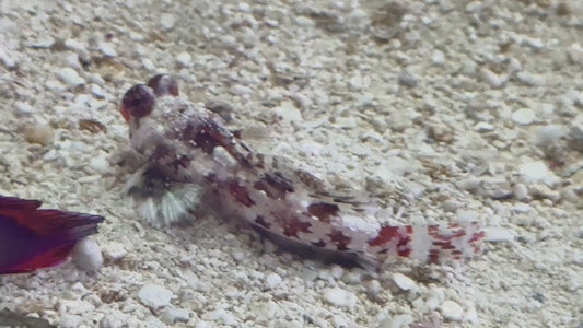 Red Scooter Dragonet RSD101105 WYSIWYG Size: S 1.5"