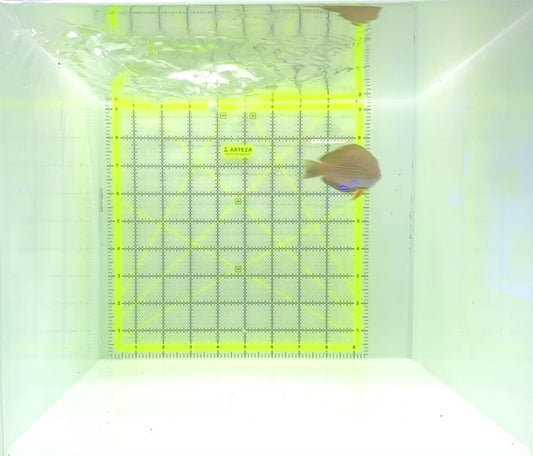 Clown Tang CT112303 WYSIWYG Size: M 3.5"