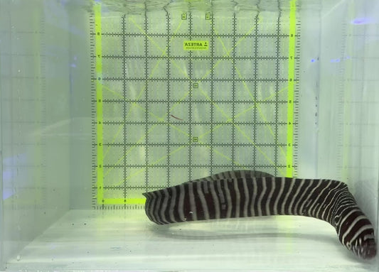 Zebra Moray Eel ZME120901 WYSIWYG Size: XXL/SHOW 22" and Above (Very Thick in Diameter)